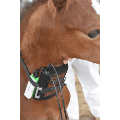 LPS application in horses