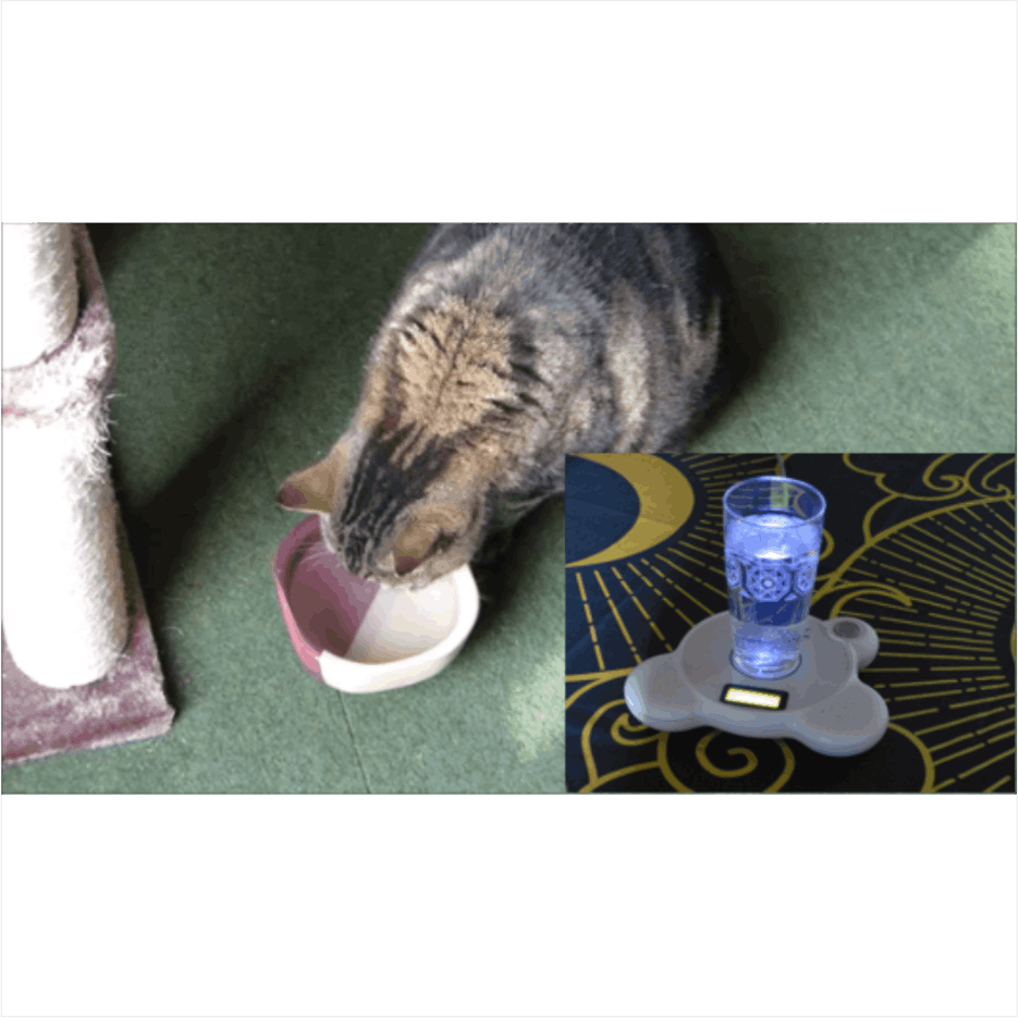 LPS-Wasser für Katze