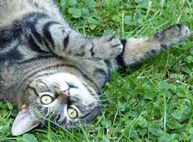 Katze auf Wiese