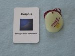 (Bild für) Talisman Coiphis