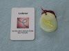 (Bild für) Talisman Lebner